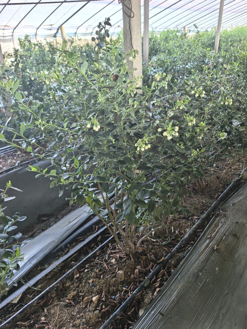 山东优质地栽蓝莓树苗，带花带果，带土球发货，产地直发！
