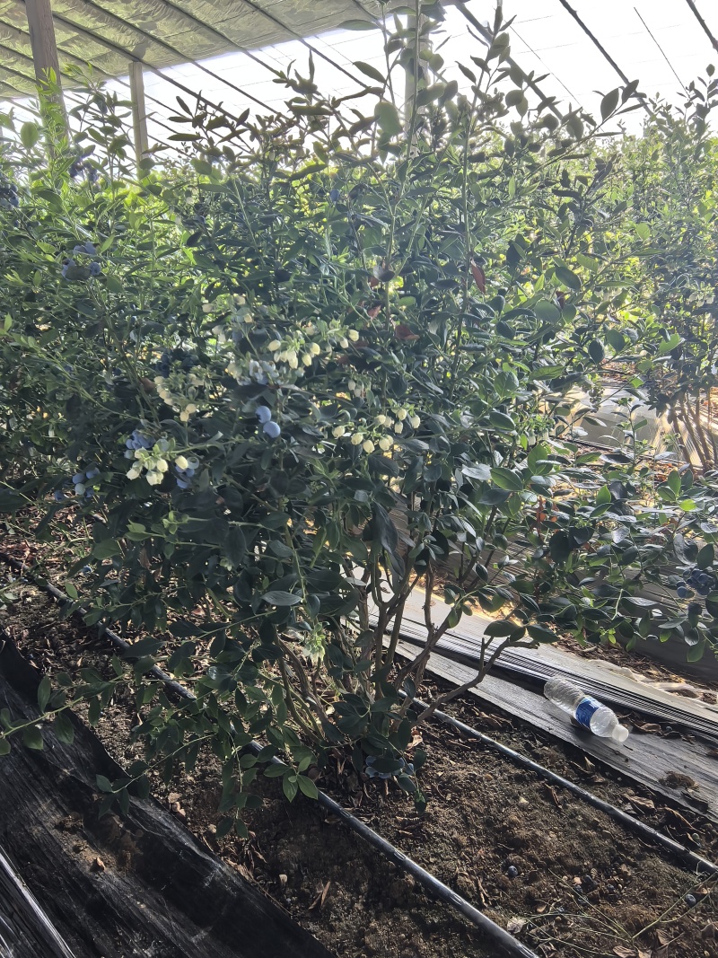 山东优质地栽蓝莓树苗，带花带果，带土球发货，产地直发！