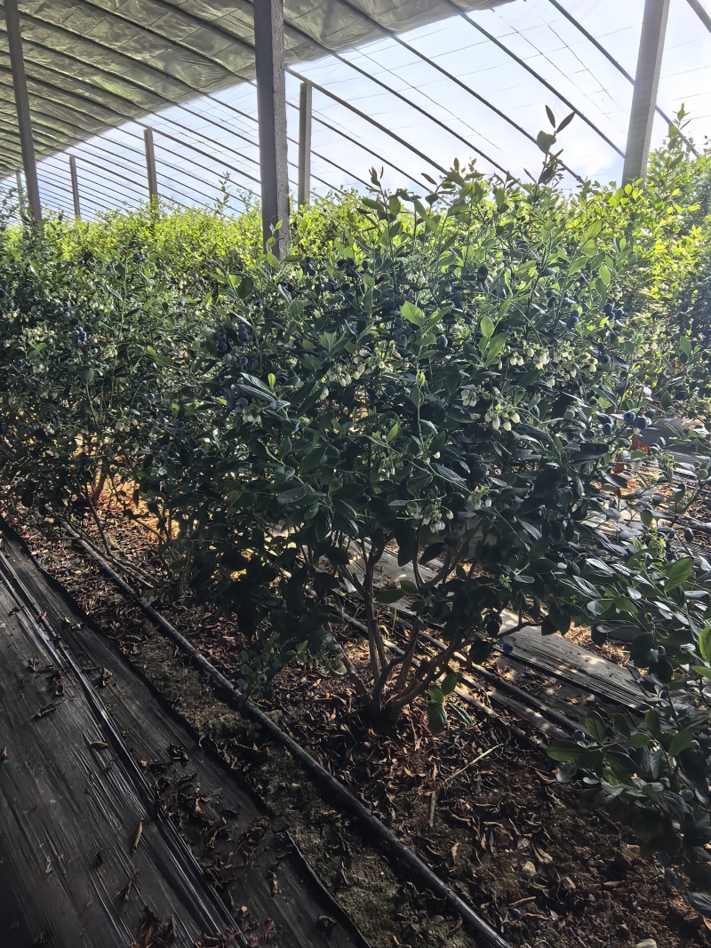 山东优质地栽蓝莓树苗，带花带果，带土球发货，产地直发！