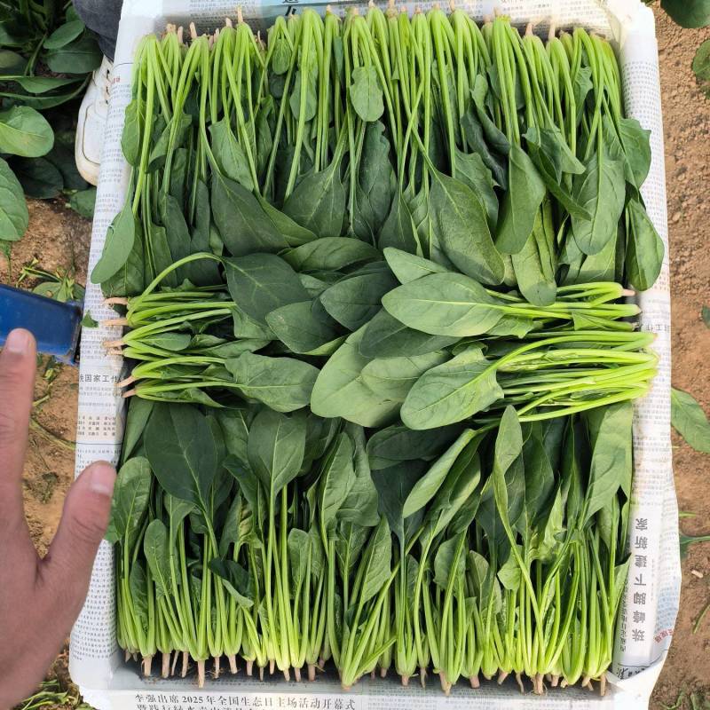 【大叶菠菜】安阳滑县菠菜/产地直发/品质保证/欢迎来电洽谈