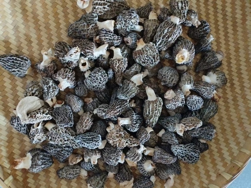 宣威祺怡干羊肚菌大量接单产地直发量大从优欢迎来电