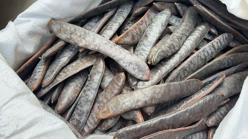 皂角中药材正宗皂角干皂角粉大皂角真材实料