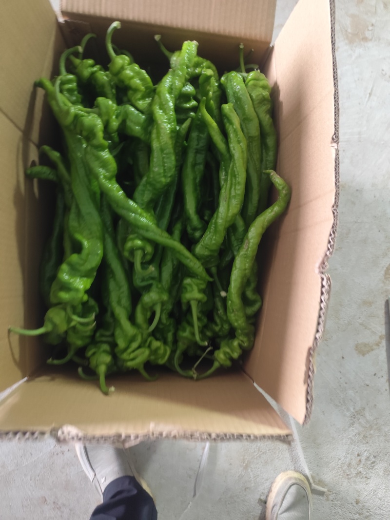 河南周口大棚青辣椒上市了，电商，商超，市场大量发货