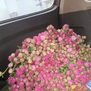 多类鲜切花芍药大量出售品种齐全颜色多样