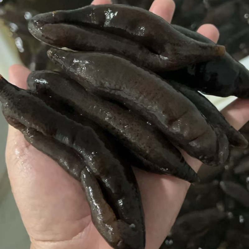 高质量茄仔参规格齐全厂家直发可定做
