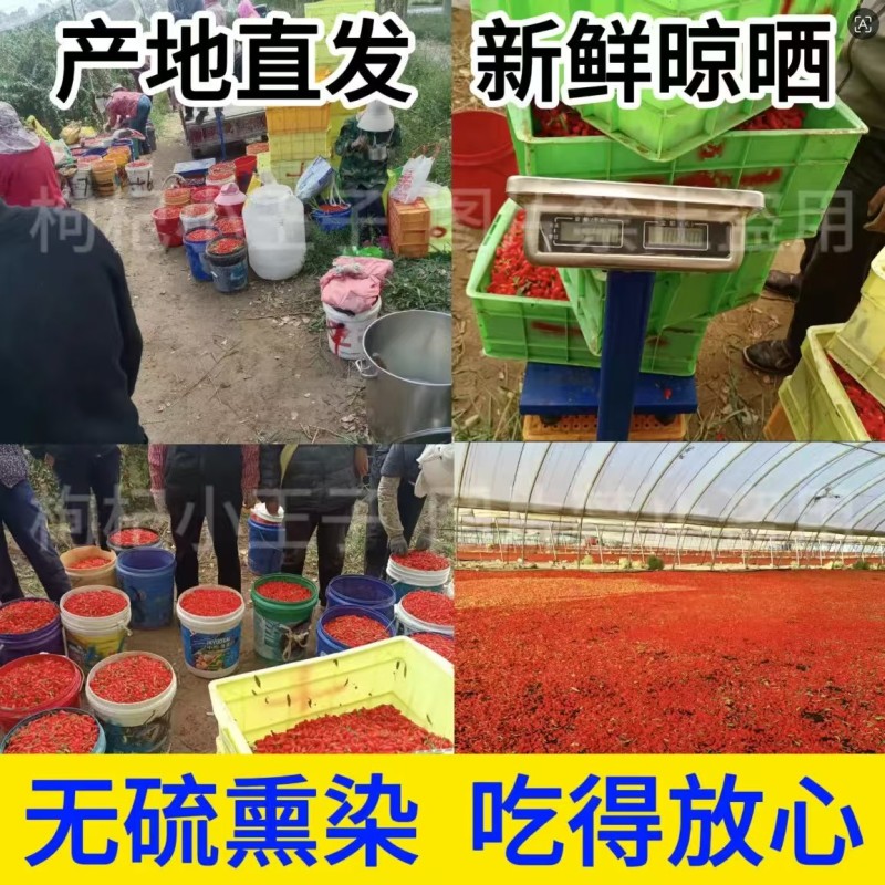 宁夏枸杞大颗粒新货红枸杞大量批发货源充足规格齐全