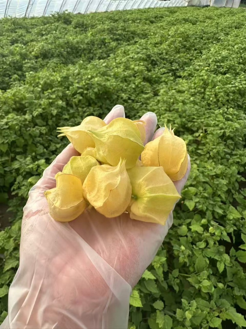 【热门】东北灯笼果黄姑娘果酸甜可口产地直发大量有货
