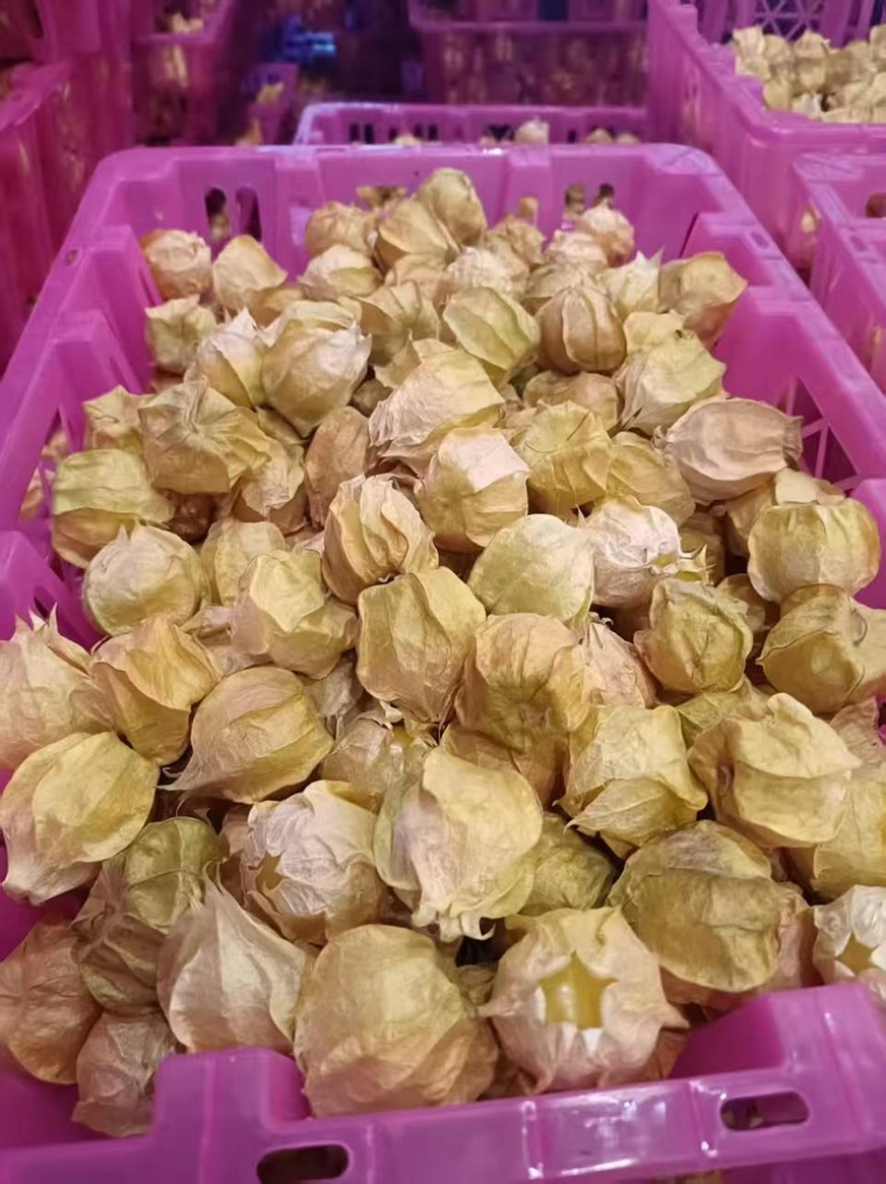 【热门】东北灯笼果黄姑娘果酸甜可口产地直发大量有货
