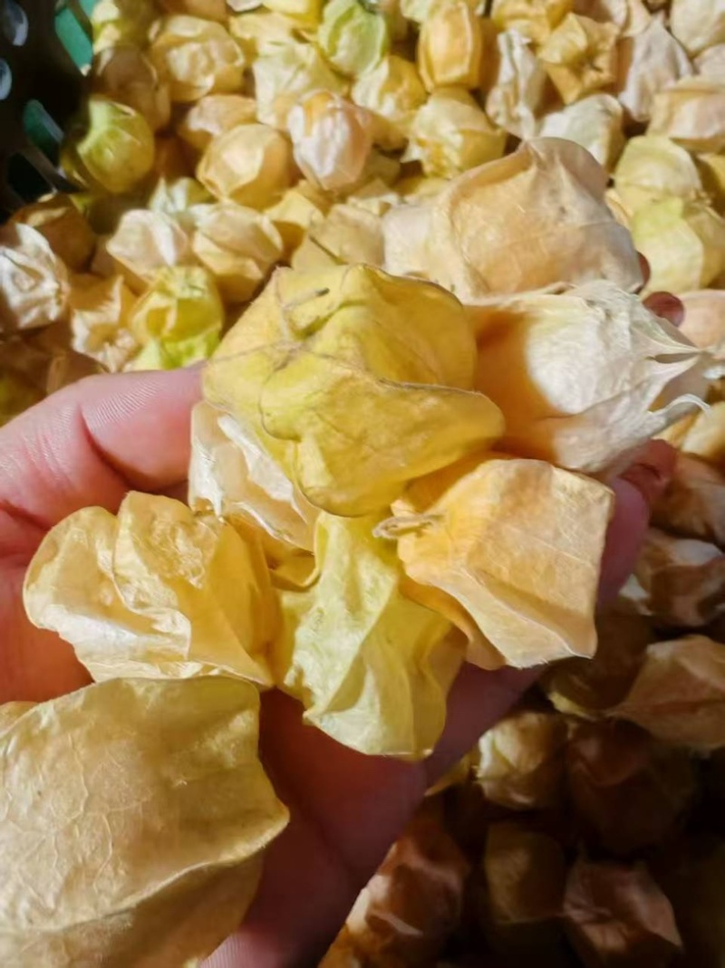 【热门】东北灯笼果黄姑娘果酸甜可口产地直发大量有货