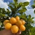 【热门】东北灯笼果黄姑娘果酸甜可口产地直发大量有货