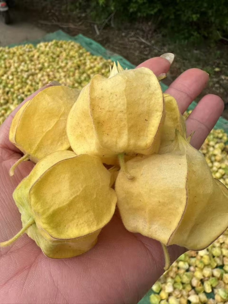 【热门】东北灯笼果黄姑娘果酸甜可口产地直发大量有货