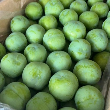 贵州黔西南州脱骨李大量批发全国各地