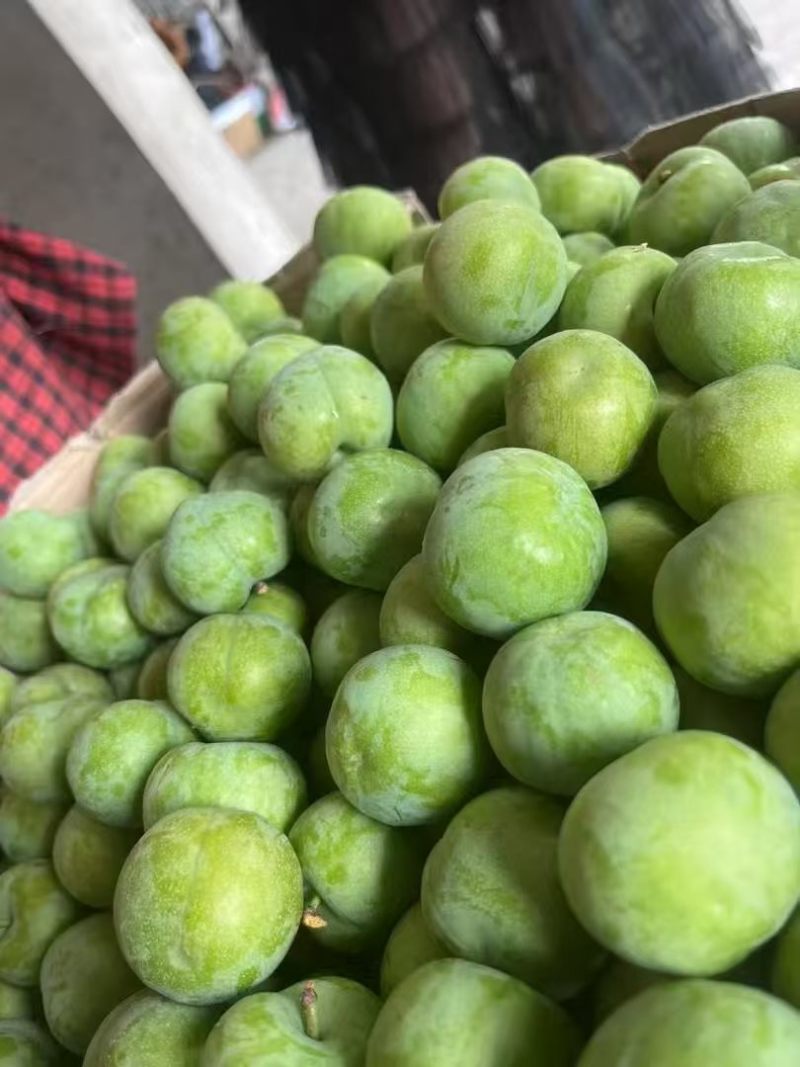 贵州黔西南州脱骨李大量批发全国各地