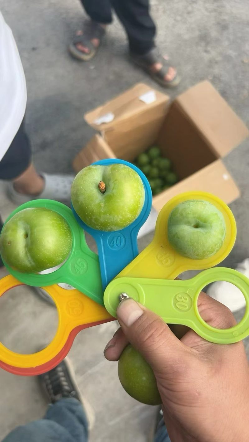 贵州黔西南州脱骨李大量批发全国各地