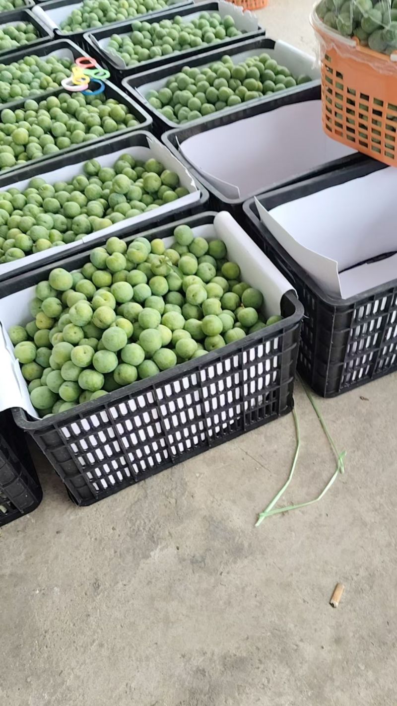 贵州黔西南州脱骨李大量批发全国各地