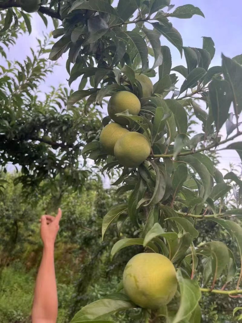 贵州黔西南州脱骨李大量批发全国各地