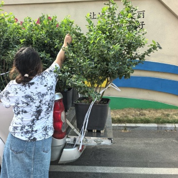 山东优质地栽蓝莓树苗，带花带果，带土球发货，产地直发！