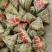 嘉兴风味粽，早餐店，食堂，学校，专用