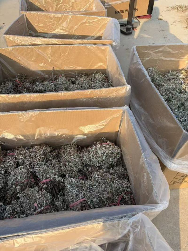 箱装翻白草