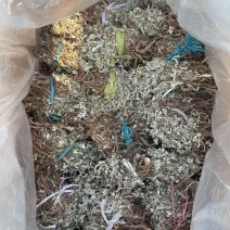 箱装翻白草