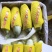 博洋六一，博洋九号，玉菇，蜜露，绿宝，花美人，小电话