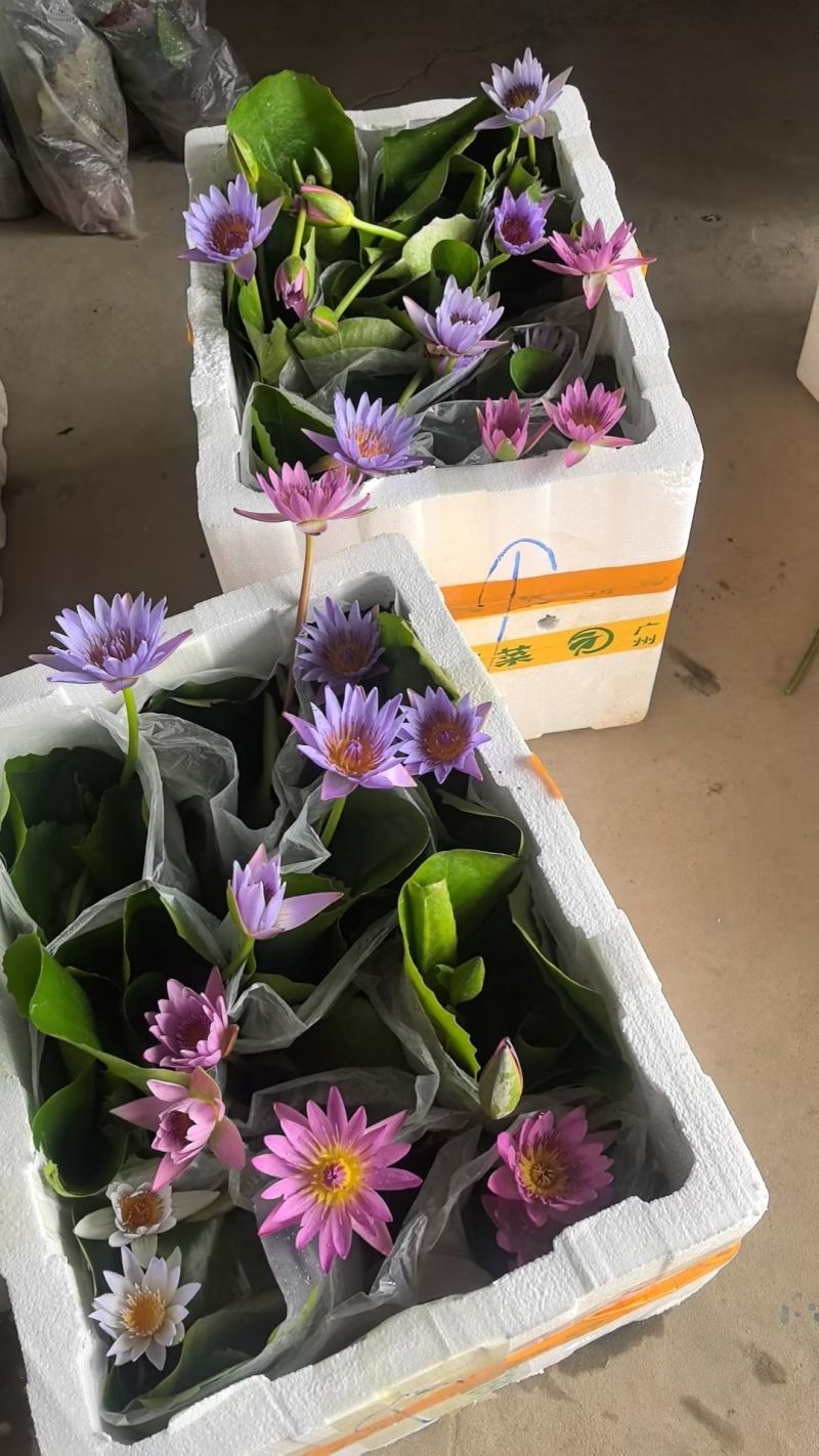 睡莲水培绿植农家小院观赏盆景
