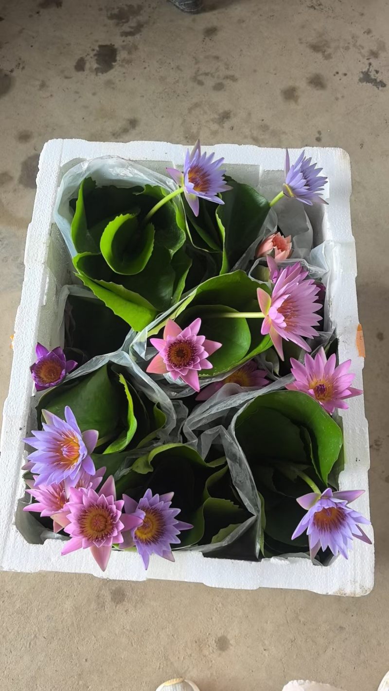 睡莲水培绿植农家小院观赏盆景