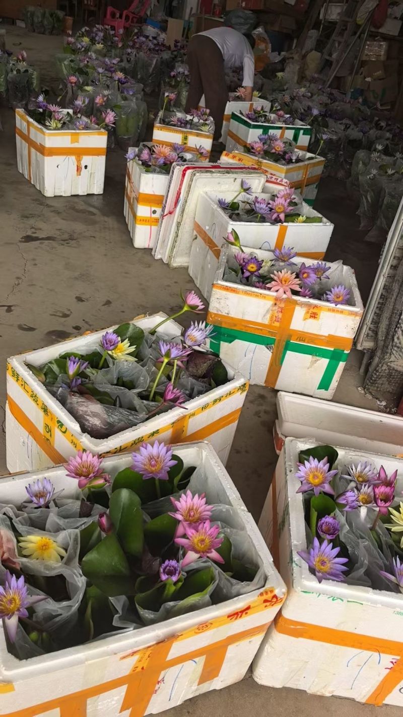 睡莲水培绿植农家小院观赏盆景
