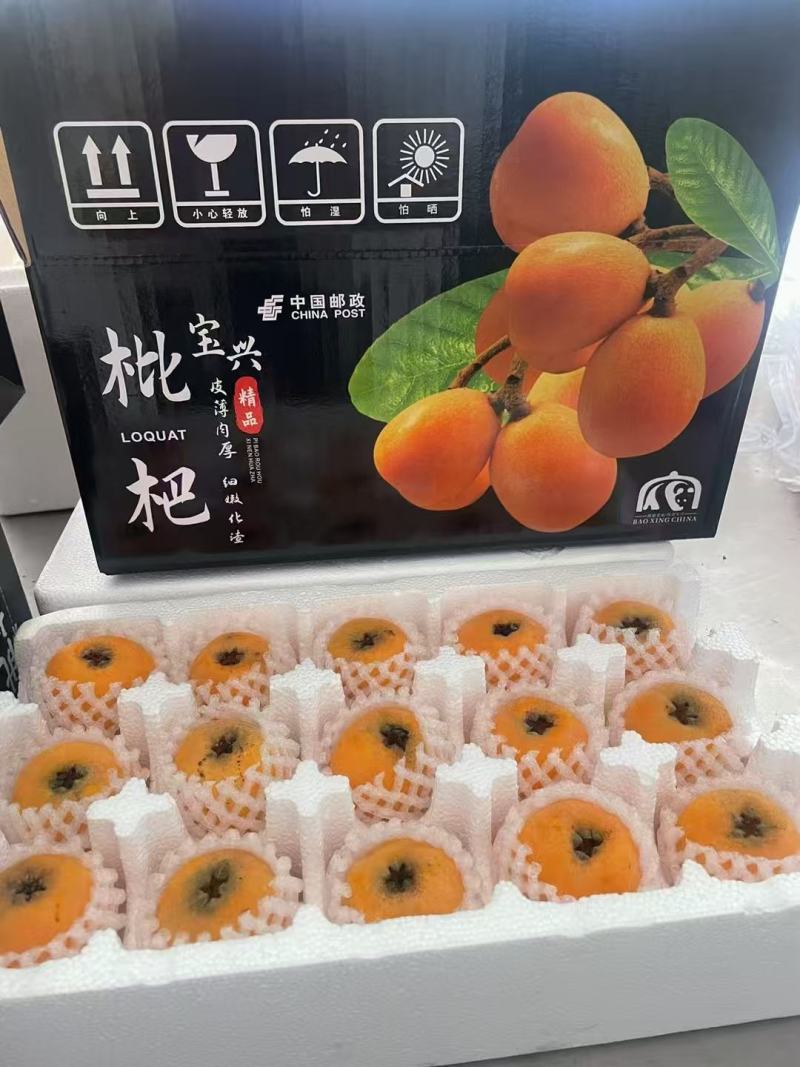 大五星批把新鲜上市，对接市场档口，电商商超，量大从优