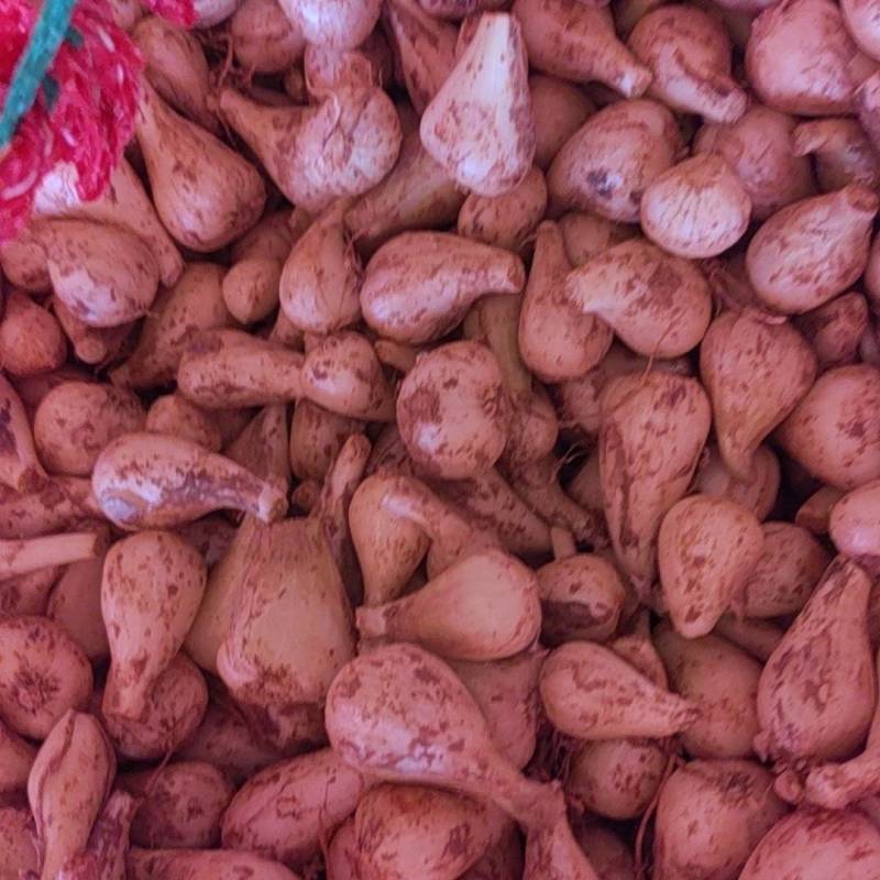 精品荞头，修剪果！有需要的联系！