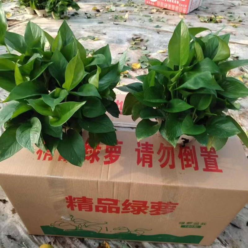 绿萝盆栽室内植物绿箩新房装修客厅办公室净化空气水培花卉