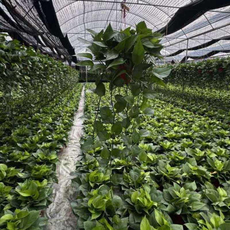 绿萝盆栽室内植物绿箩新房装修客厅办公室净化空气水培花卉