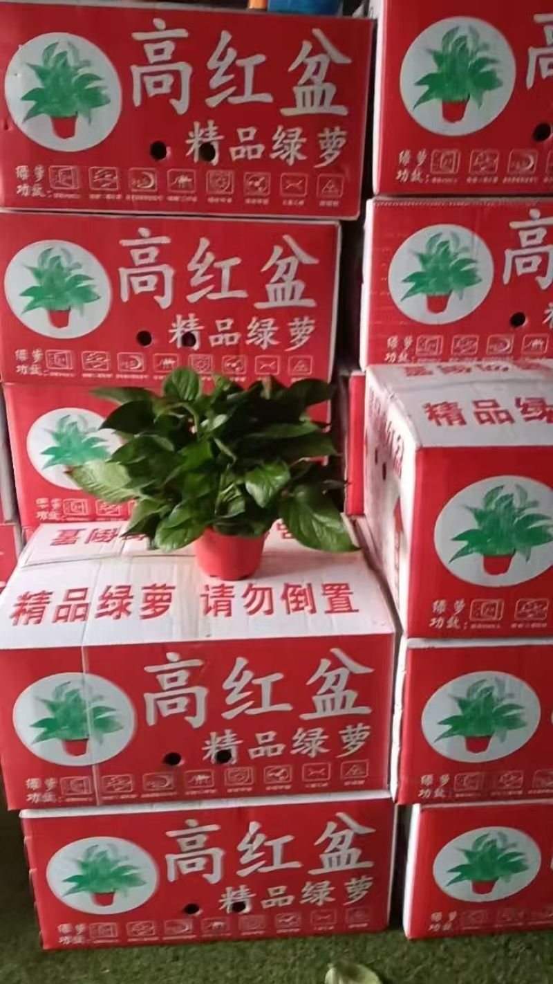 绿萝盆栽室内植物绿箩新房装修客厅办公室净化空气水培花卉