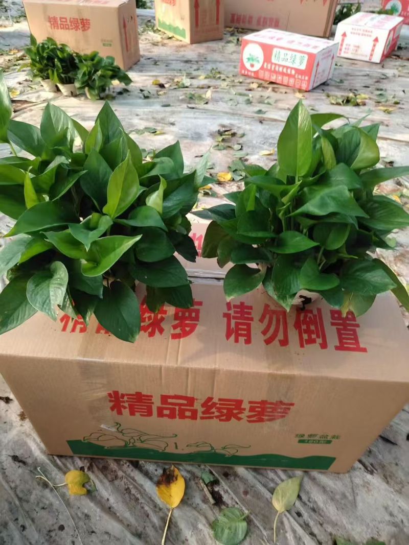 绿萝盆栽室内植物绿箩新房装修客厅办公室净化空气水培花卉