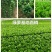 绿萝盆栽室内植物绿箩新房装修客厅办公室净化空气水培花卉
