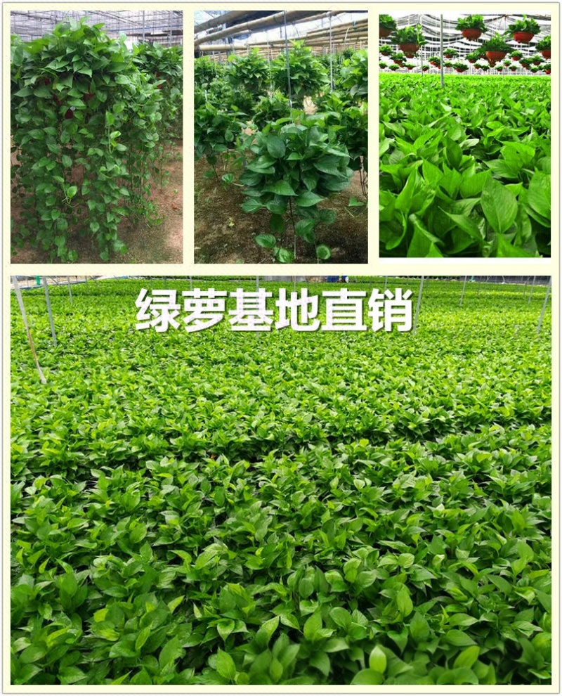 绿萝盆栽室内植物绿箩新房装修客厅办公室净化空气水培花卉