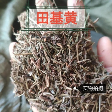 田基黄中药材整棵切片无硫正品田基黄品质保证