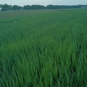红皮小葱火葱