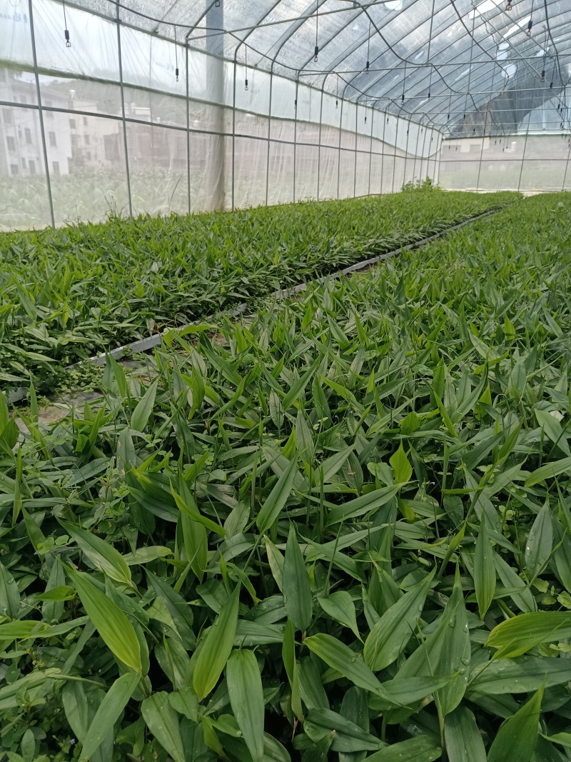 益智仁苗