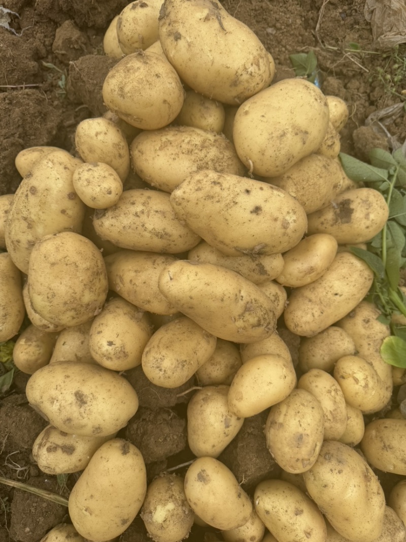 河南南阳土豆沃土实验一号大量上市