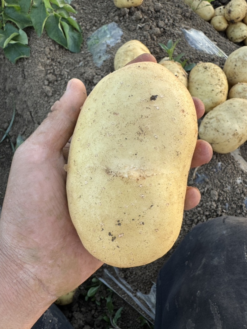 河南南阳土豆沃土实验一号大量上市