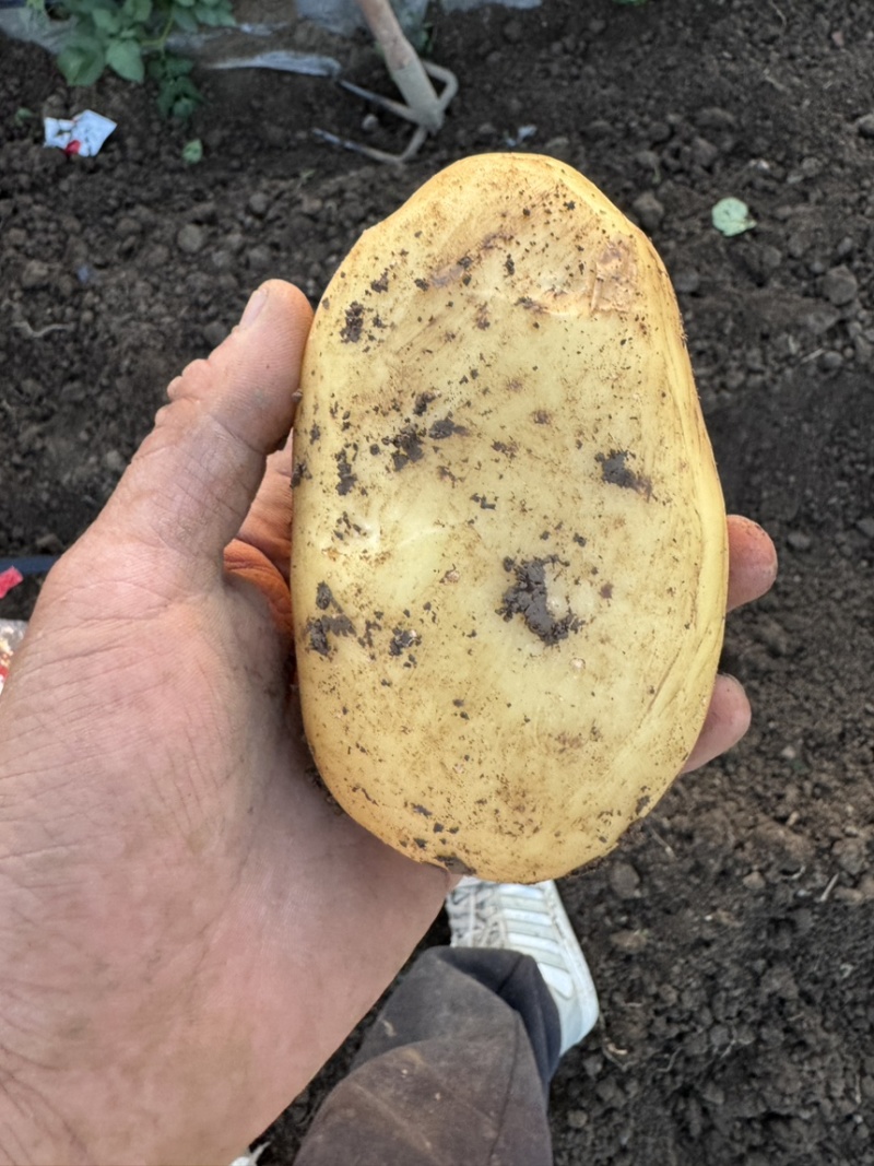 河南南阳土豆沃土实验一号大量上市