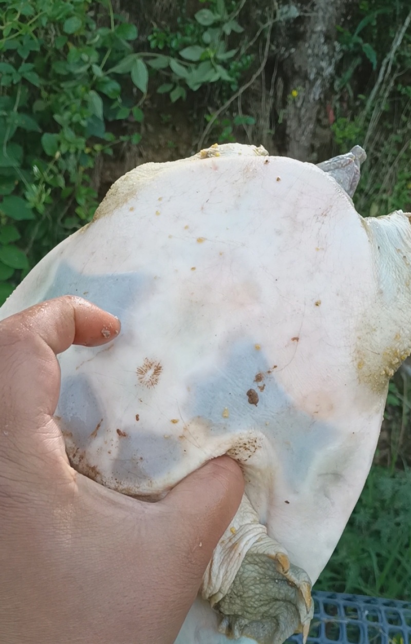 不喂饲料的生态甲鱼，自提，不包送