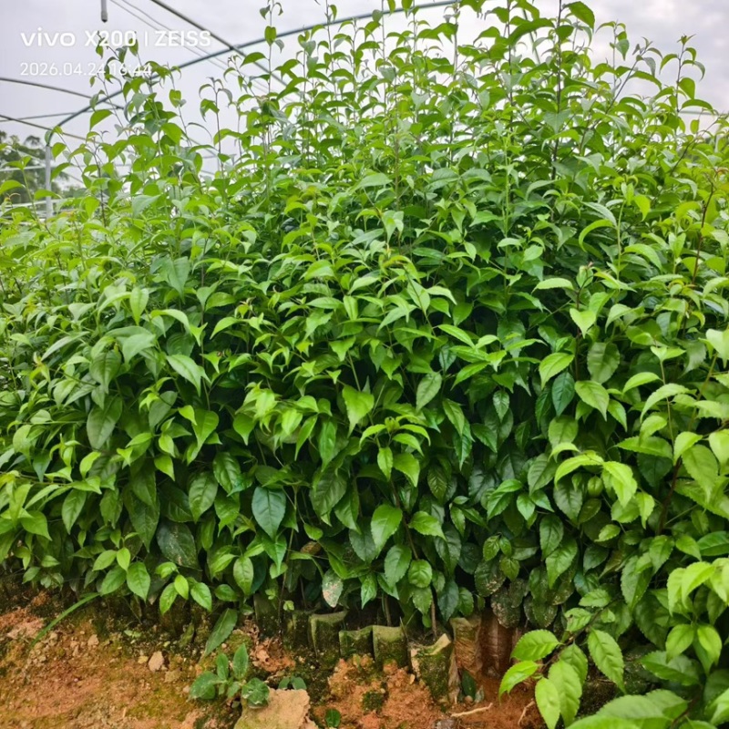 岗梅苗岗梅杯苗一手货源可提供技术指导欢迎实地考察