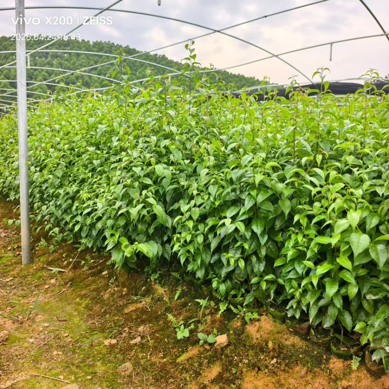 岗梅苗岗梅杯苗一手货源可提供技术指导欢迎实地考察