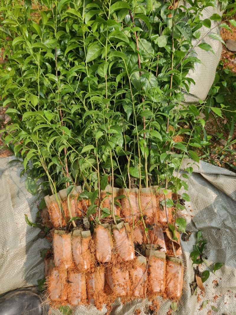 岗梅苗岗梅杯苗一手货源可提供技术指导欢迎实地考察