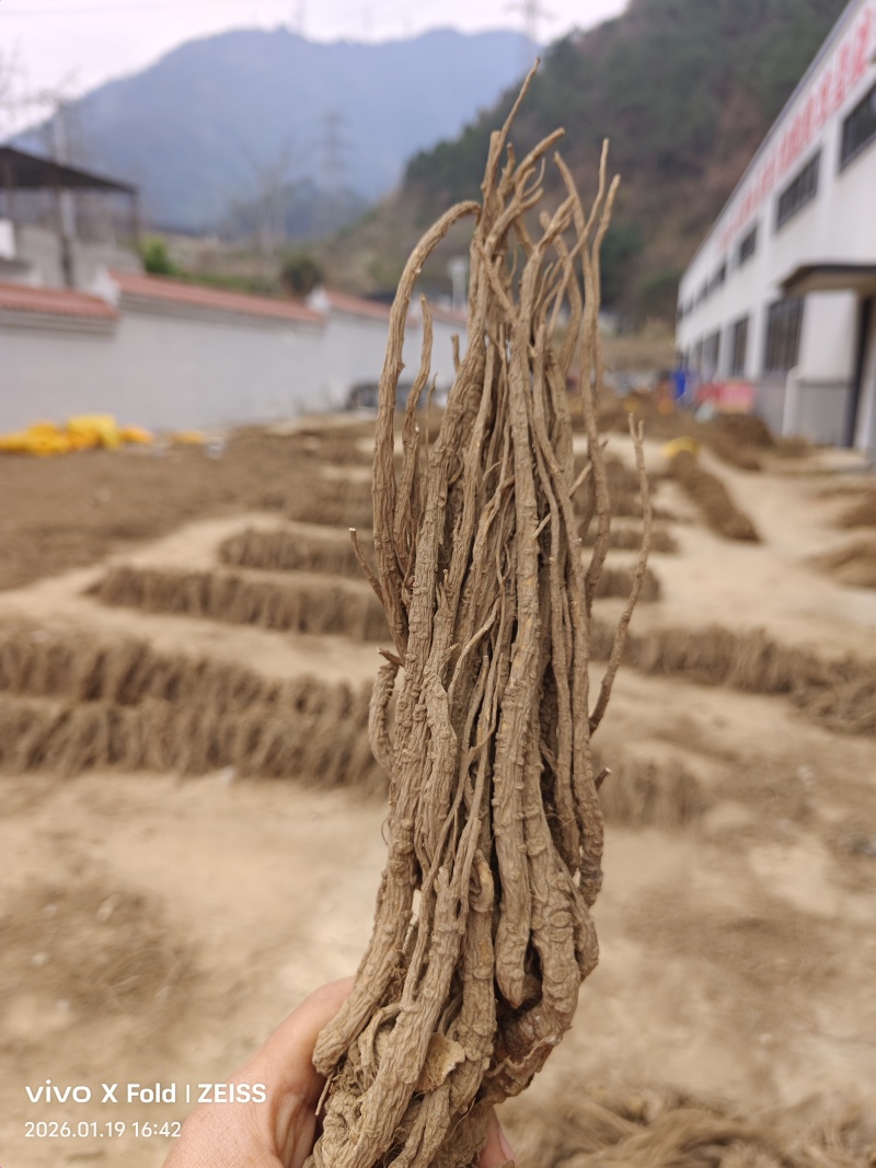 干当归。当归。甜当归。手搓当归。个子当归。