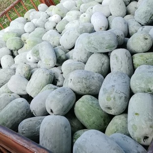 粉娃冬瓜，米冬瓜大量上市基地直发量大从优四川产地批发