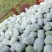 粉娃冬瓜，米冬瓜大量上市基地直发量大从优四川产地批发