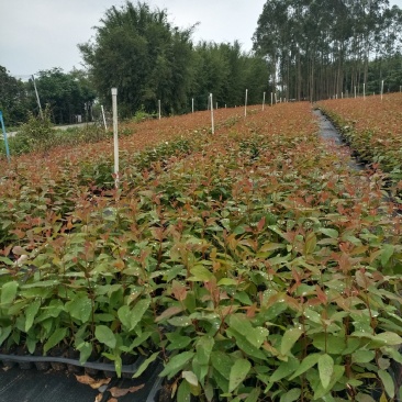 主营花皮广九桉树苗，其它品种桉树苗均有